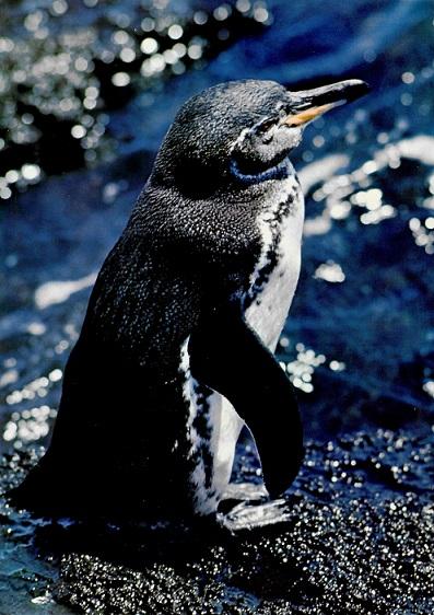 Bechtel, Zoo Galapagos.