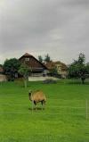 Gradin, Locher, Landjäger